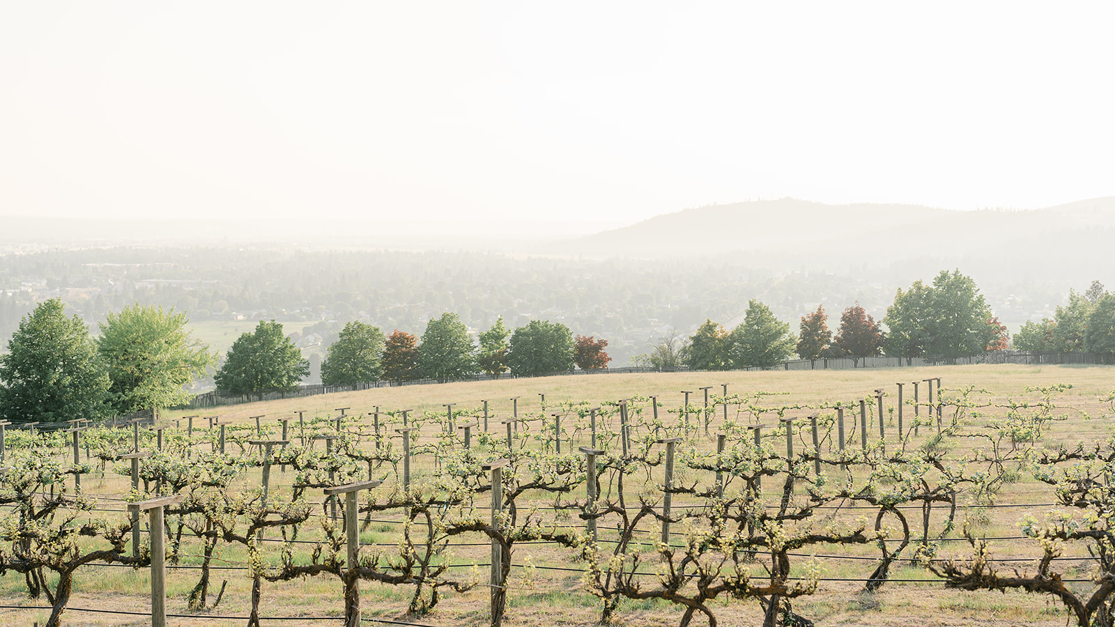 Washington winery at golden hour